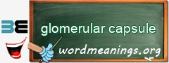 WordMeaning blackboard for glomerular capsule